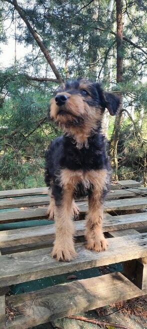 Airedale Terrier Suczka