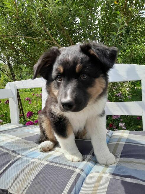 ZKwP Owczarek australijski - piesek black tri