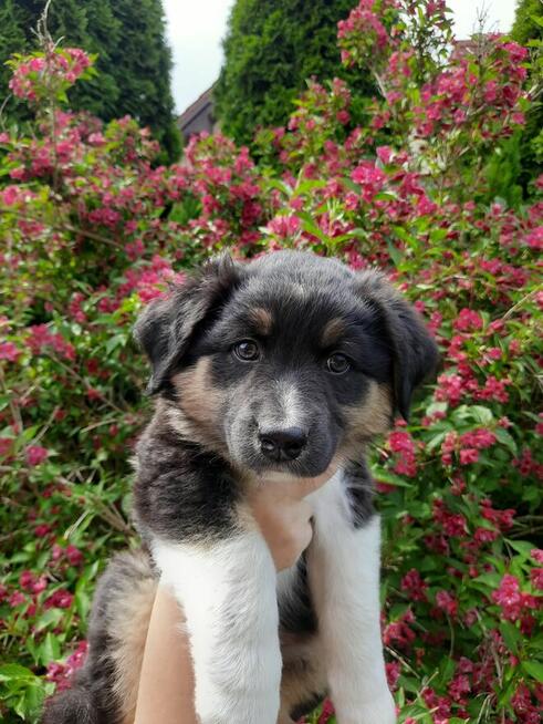 ZKwP Owczarek australijski - piesek black tri