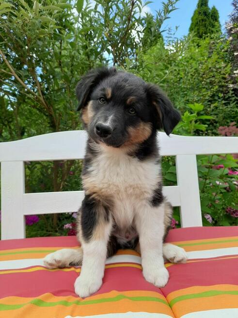 ZKwP Owczarek australijski - piesek black tri