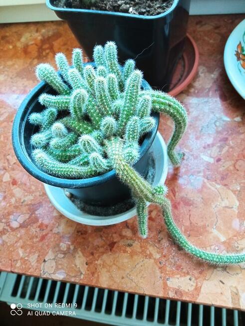 Sprzedam aloesy tygrysie i nie tylko...