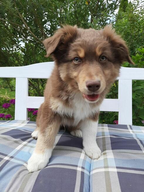 ZKwP Owczarek australijski - piesek red tri