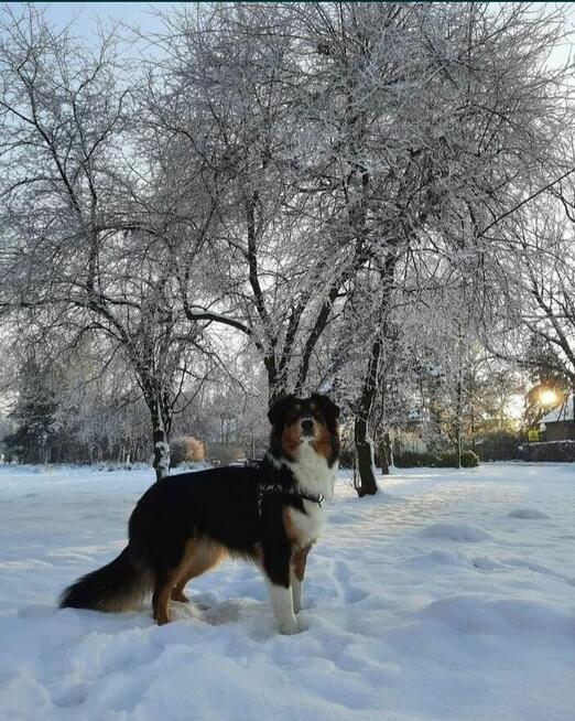 ZKwP Owczarek australijski - piesek red tri