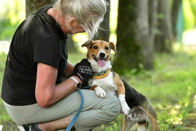 Ciapek szuka domu, pies, młody, w typie Jack Russell Terrier