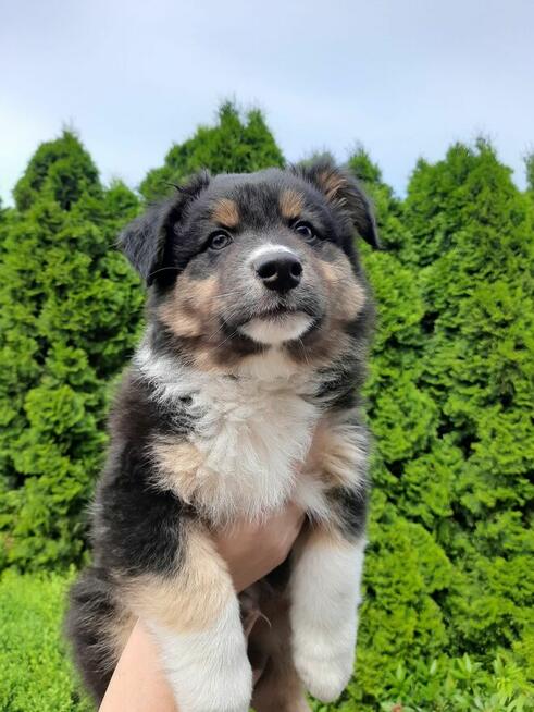 ZKwP Owczarek australijski - piesek black tri