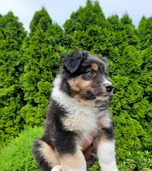 ZKwP Owczarek australijski - piesek black tri