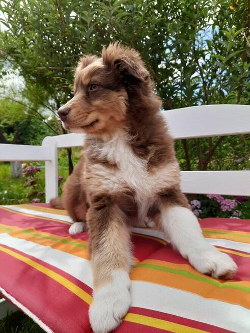 ZKwP Owczarek australijski - piesek red tri