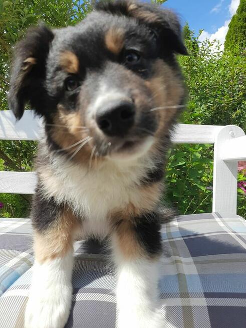 ZKwP Owczarek australijski - piesek black tri