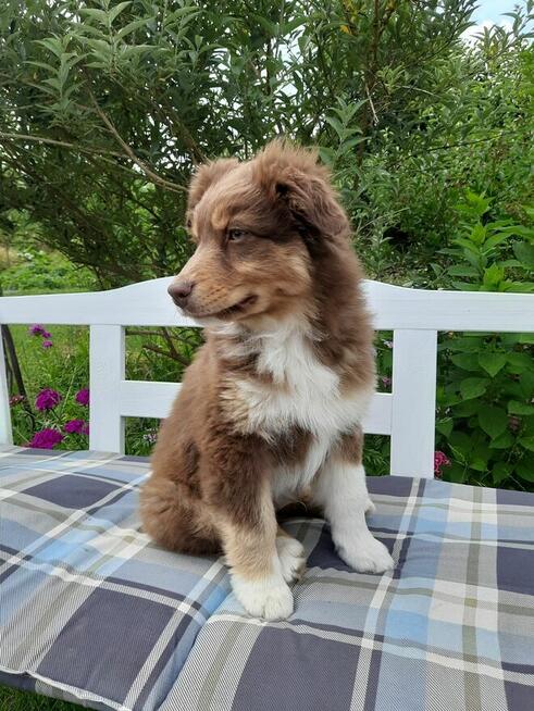 ZKwP Owczarek australijski - piesek red tri