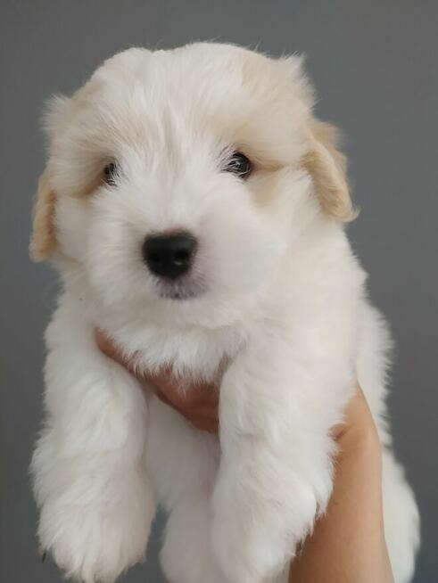 Coton de Tulear szczeniak Sosnowiec