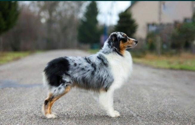 ZKwP Owczarek australijski - piesek black tri