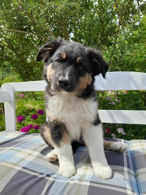 ZKwP Owczarek australijski - piesek black tri