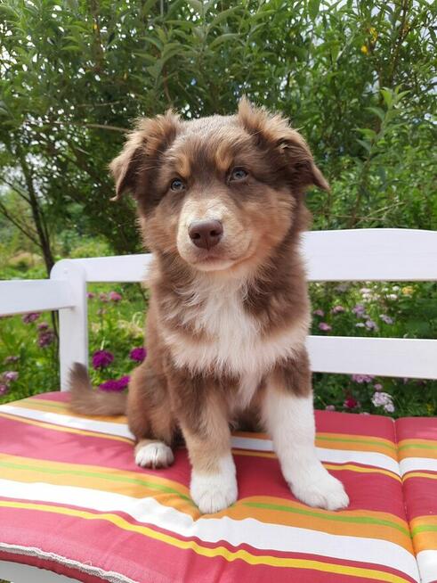 ZKwP Owczarek australijski - piesek red tri