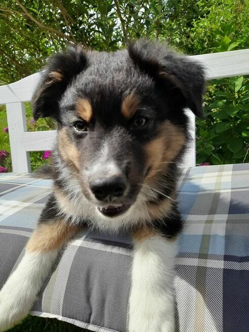 ZKwP Owczarek australijski - piesek black tri