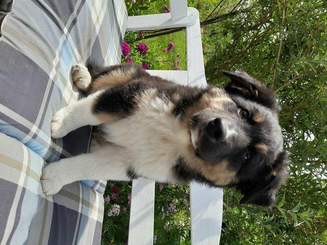 ZKwP Owczarek australijski - piesek black tri