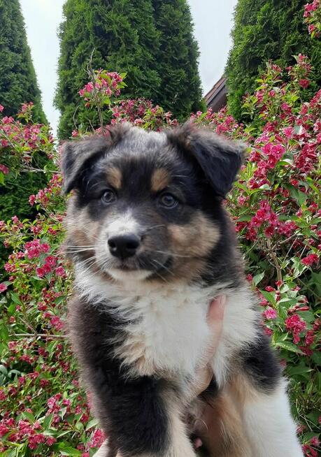 ZKwP Owczarek australijski - piesek black tri