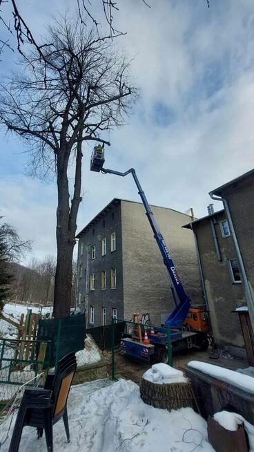 Wynajem podnośnika koszowego zwyżka wycinka drzew Przibylla