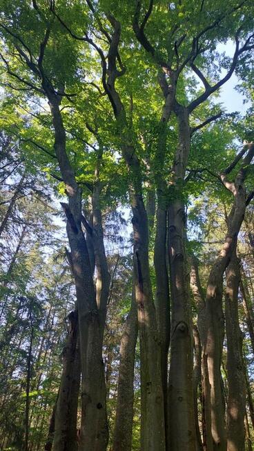 Pokoje nad morzem wynajmę