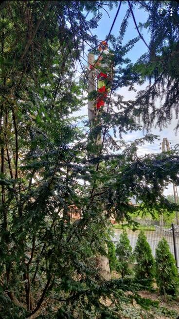 Wynajem podnośnika koszowego zwyżka wycinka drzew Przibylla