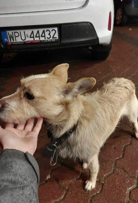 Snoopy ok 3 letn nakolanowy mikrusek czeka na Ciebie Kasia