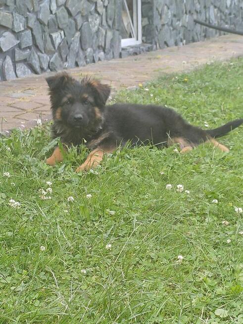 Owczarek niemiecki podpalany