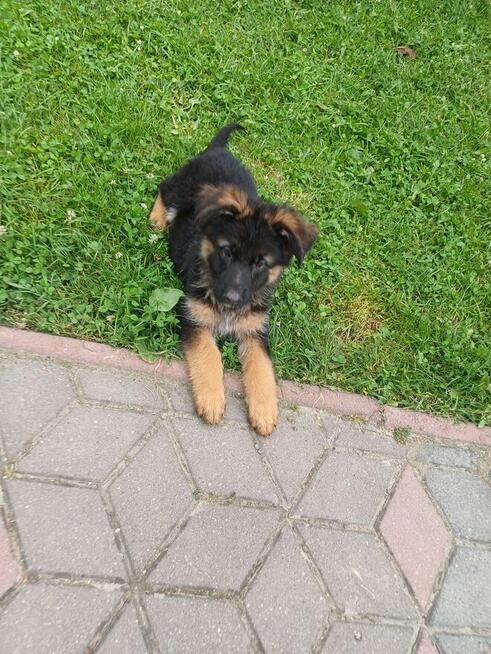 Owczarek niemiecki podpalany