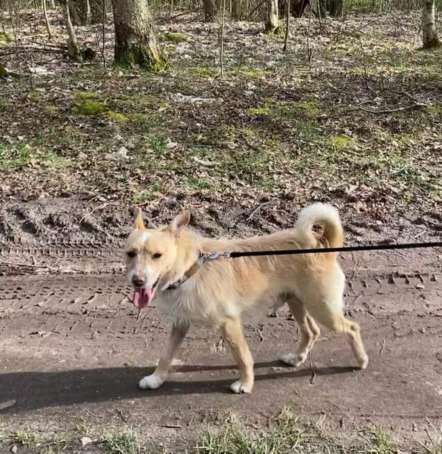 Snoopy ok 3 letn nakolanowy mikrusek czeka na Ciebie Kasia