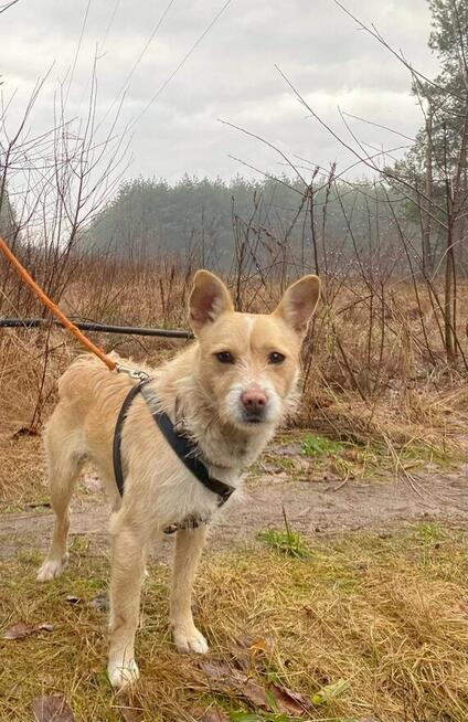 Snoopy ok 3 letn nakolanowy mikrusek czeka na Ciebie Kasia