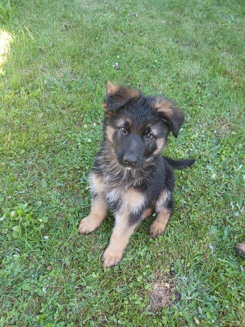 Owczarek niemiecki podpalany