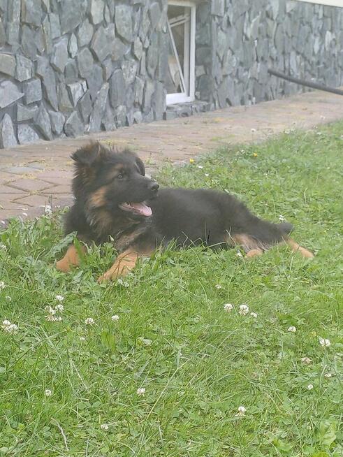 Owczarek niemiecki podpalany