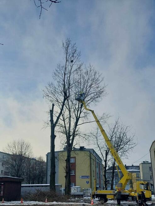 Wynajem podnośnika koszowego zwyżka wycinka drzew Przibylla