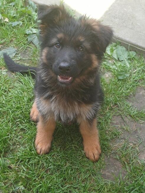 Owczarek niemiecki podpalany