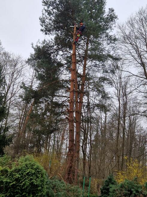 Wynajem podnośnika koszowego zwyżka wycinka drzew Przibylla