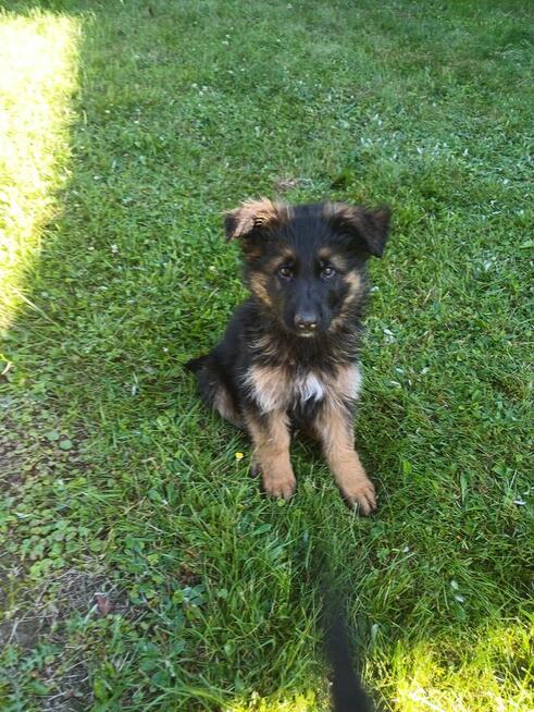 Owczarek niemiecki podpalany