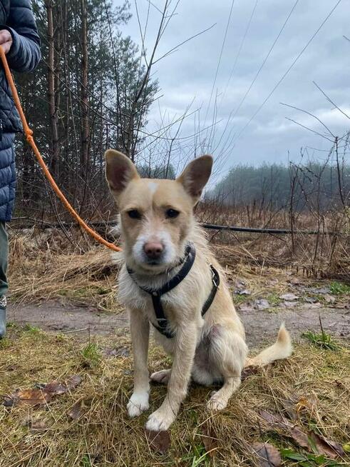 Snoopy ok 3 letn nakolanowy mikrusek czeka na Ciebie Kasia