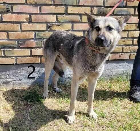 Błagam o ratunek dla OMARA 1,5 r. psiaka z Podlasie Iwona Ma