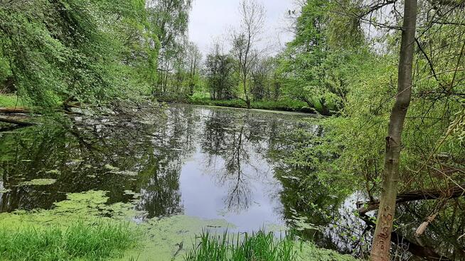 Staniszewice posiadłość3,18ha,WZ,1.2mlnzł