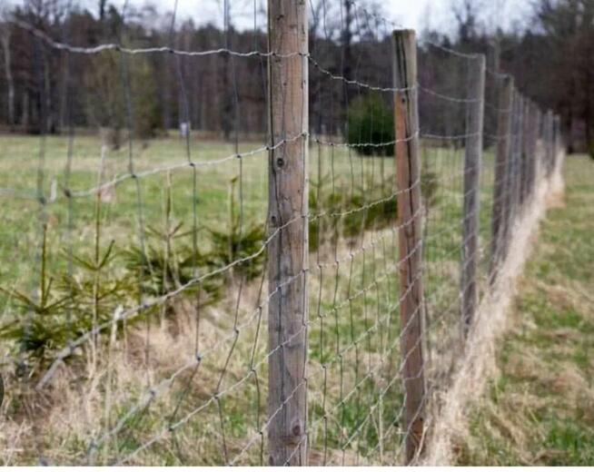 Ogrodzenie siatka leśna