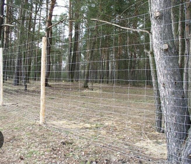 Ogrodzenie siatka leśna
