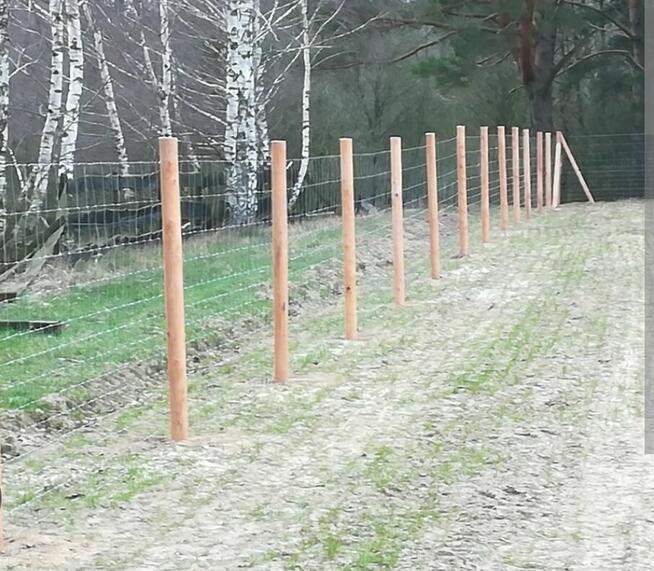 Ogrodzenie siatka leśna