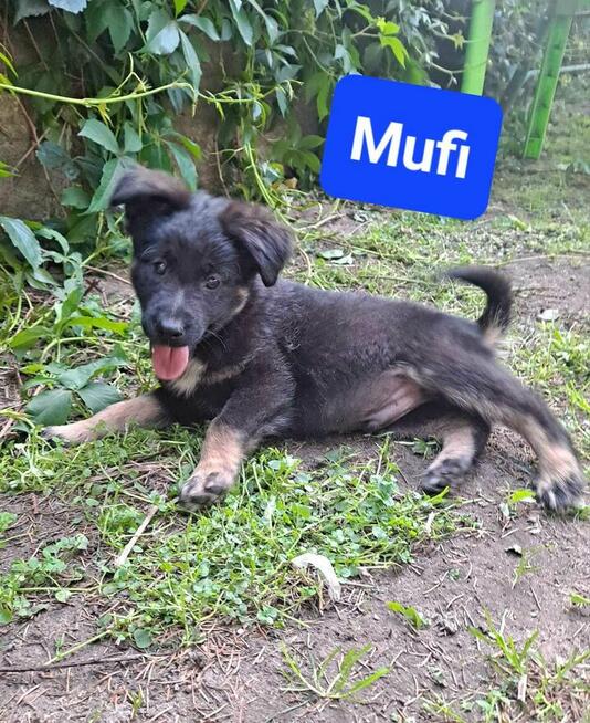 Piękny 3 mcz.Mufinek czeka na dom z dziećmi i kotami Iwona M