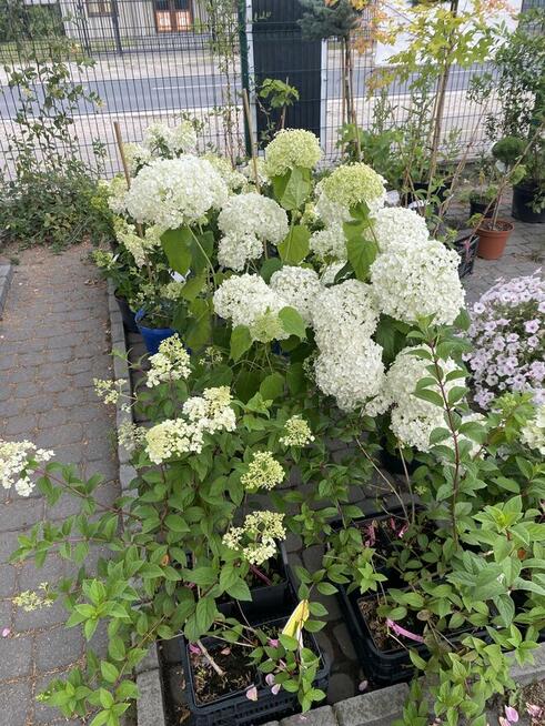 Hortensja Bukietowa Confetti Warszawa