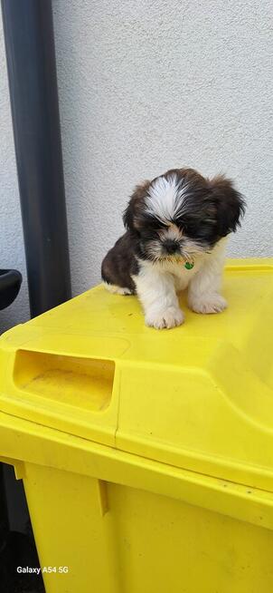 Sprzedam pieski Shih tzu