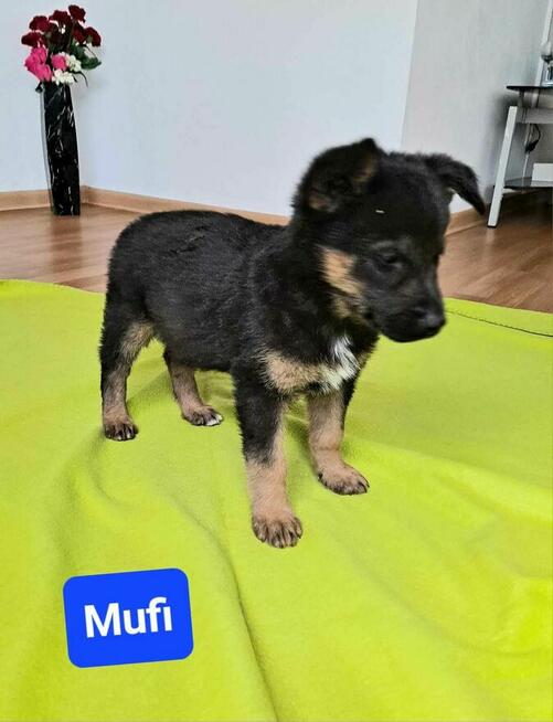 Piękny 3 mcz.Mufinek czeka na dom z dziećmi i kotami Iwona M