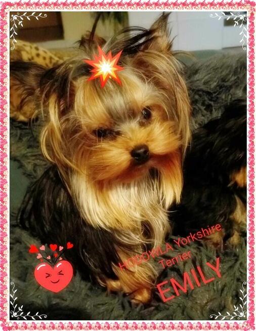 York, yorkshire terrier!Elitarny reproduktor micro, małopolska