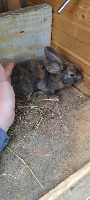 Króliki rasy gepard