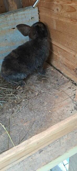 Króliki rasy gepard