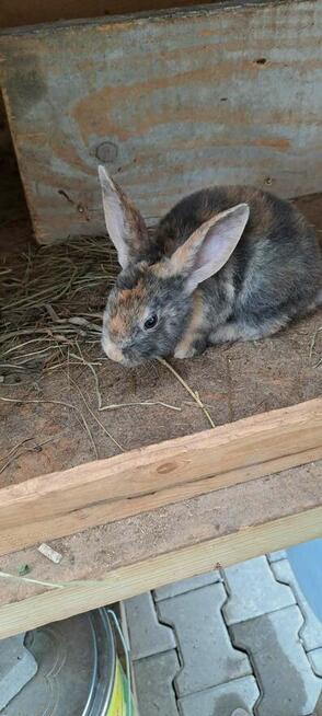 Króliki rasy gepard