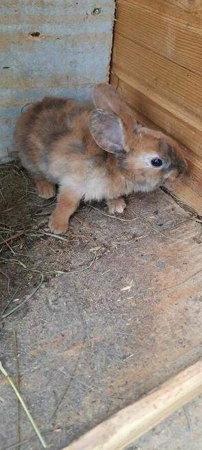 Króliki rasy gepard