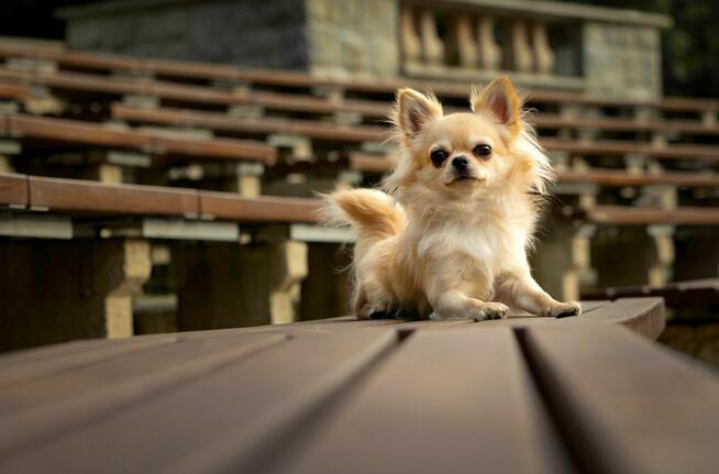 Reproduktor chihuahua długowłosy ZKwP FCI